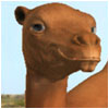 Camel Composite